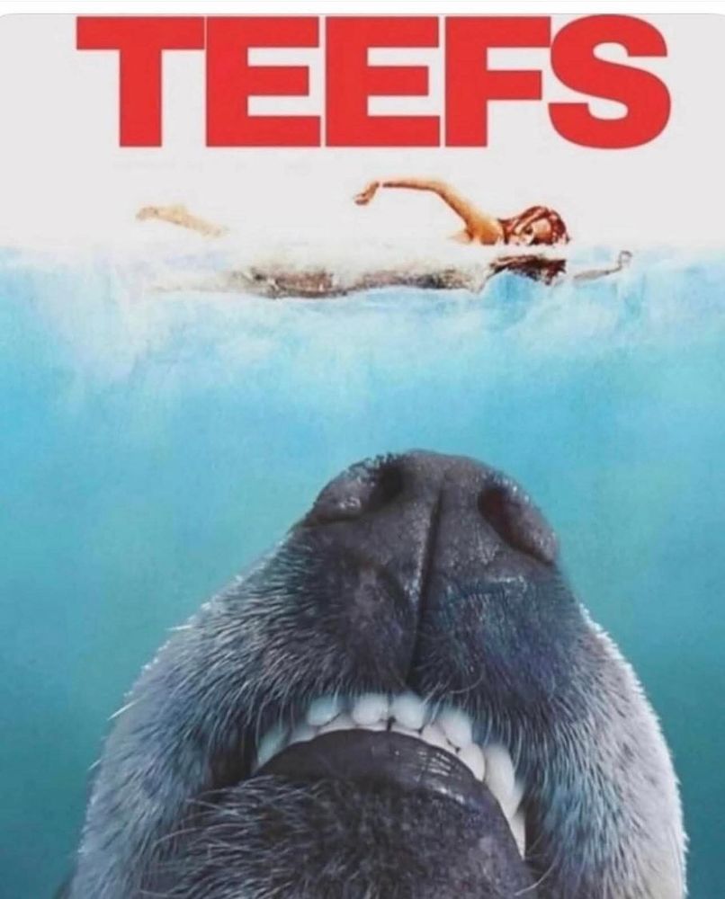 The poster for the movie Jaws, where the movie is now Teefs and the shark has been replaced by a dog’s snout with teeth visible. As in the original, a young women swims across the surface, well within reach of the damgerous dog’s teeth.