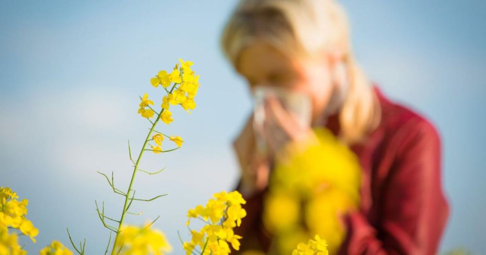 Von Falle bis KI-Automat: So werden Pollen in der Luft gemessen