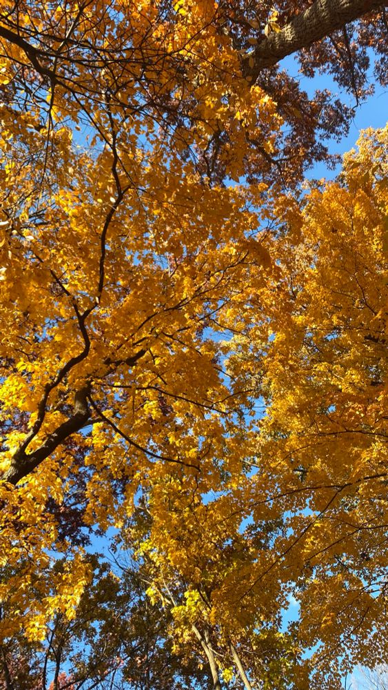 Under tall trees looking upward towards the leaves
