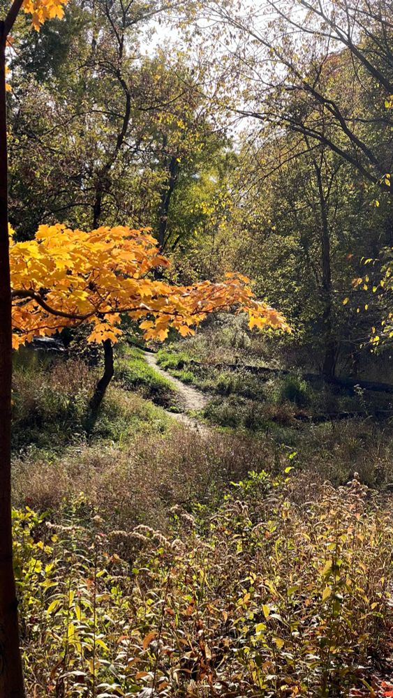 A tree with golden leaves along a winding path in the woods