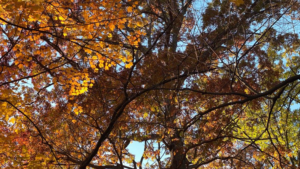 Under trees looking up towards leaves