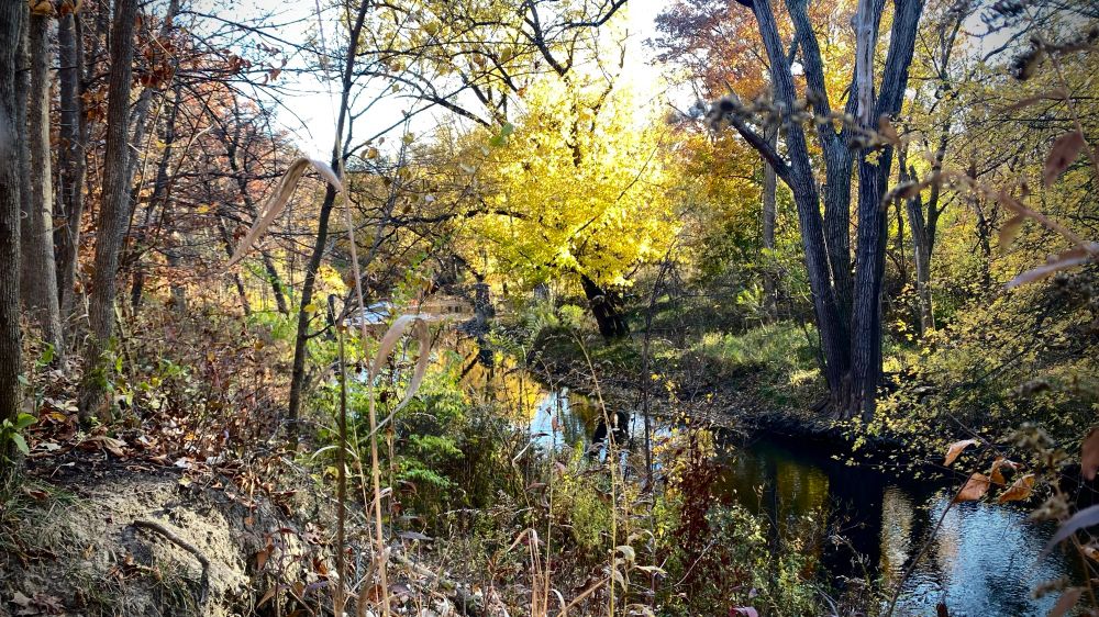 Landscape of autumn trees and a river below