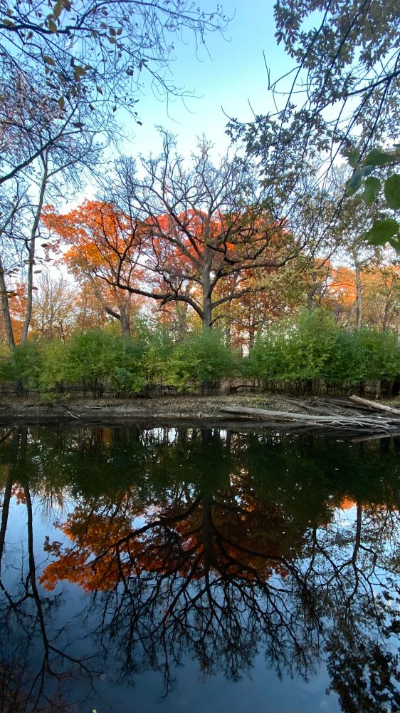 A bare tree with leafy trees behind it being reflected over still water