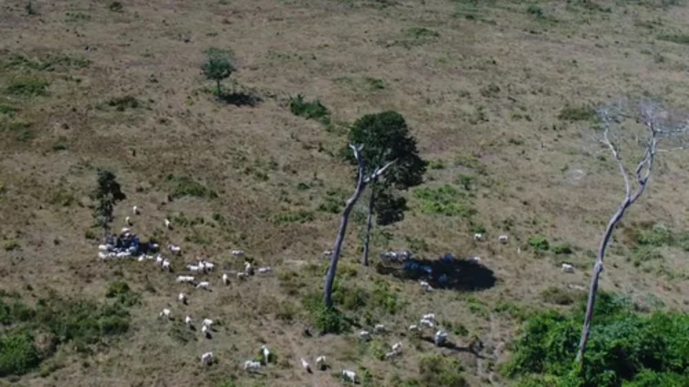 Onde há fumaça, há boi: estados líderes na pecuária concentram maior número de incêndios, mostra estudo