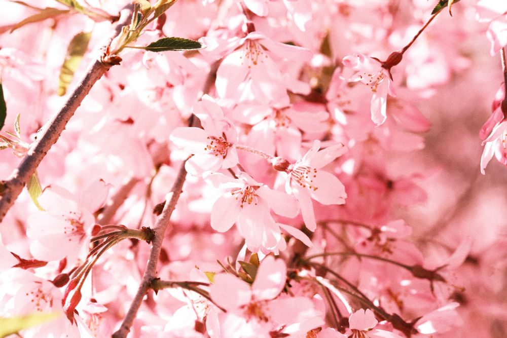 Pink cherry blossoms in full bloom with sunlight hitting them