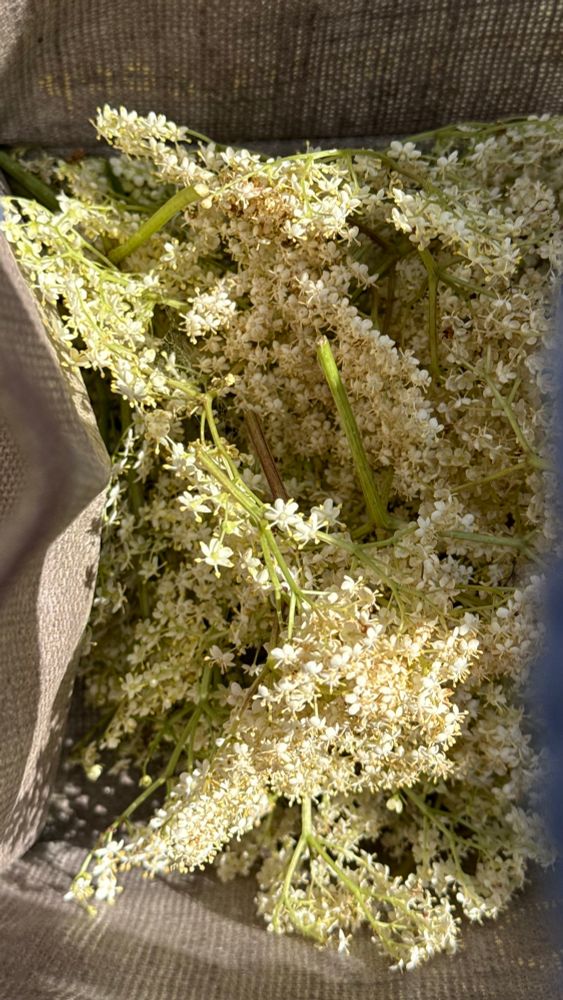 The sun glances dreamily across some creamy floral and beautifully scented elderflower blossoms in a brown jute bag. 