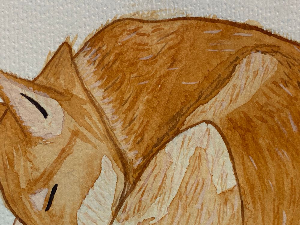 Closeup of watercolor of a brown and cream dog curled in a ball with her nose covered by her tail. Focused on the face and upper back 