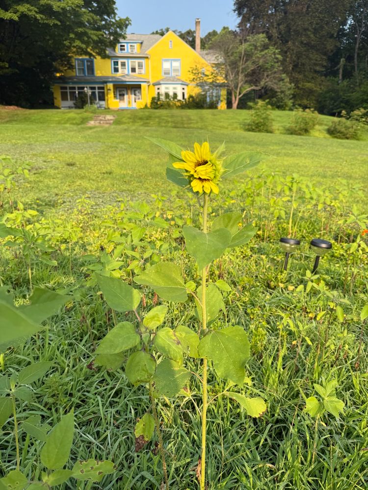 A 3/4s open light yellow sunflower with other growing sunflower stalks and grass in the background. In the distance is a yellow and blue house on a hill. 