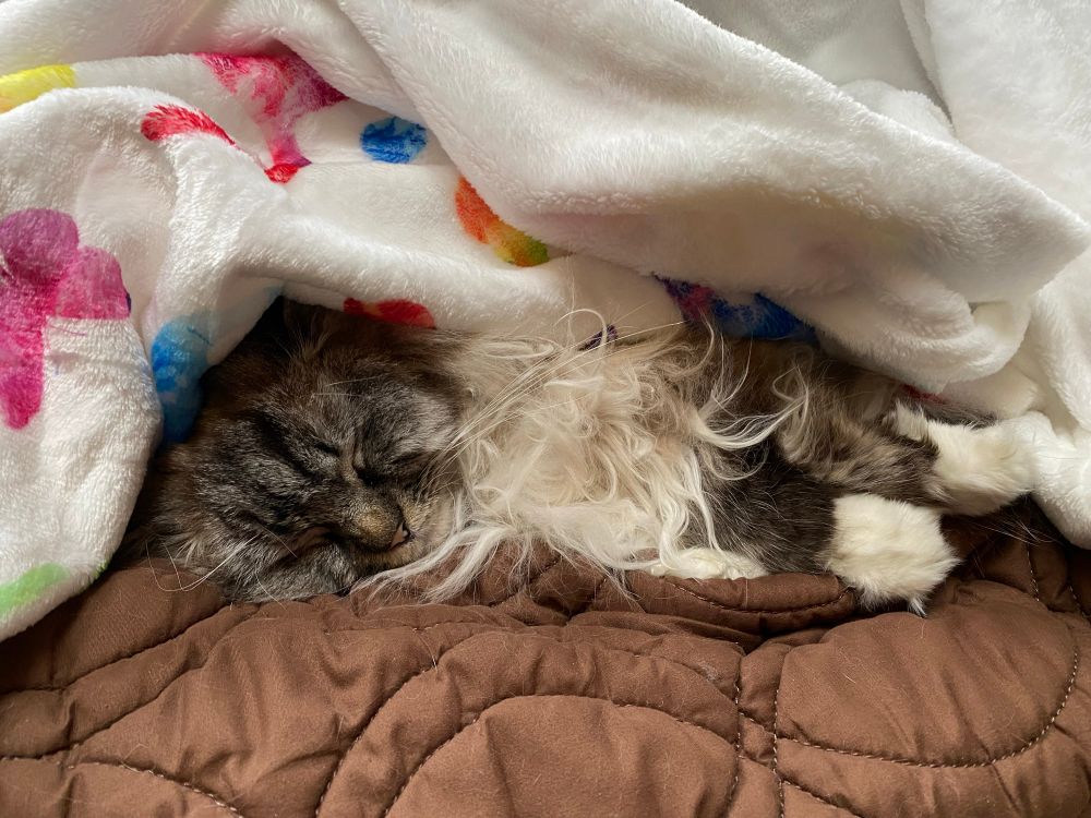 A white and grey rag doll cat is flopped asleep on a brown soft surface tucked in by a white fuzzy blanket with bits of rainbow cats visible 