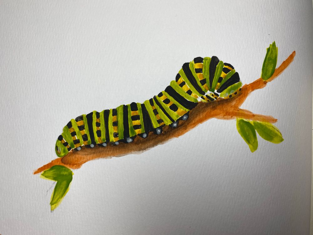A watercolor of a fat caterpillar on a branch. The caterpillar is green with black and orange/black dotted stripes. 