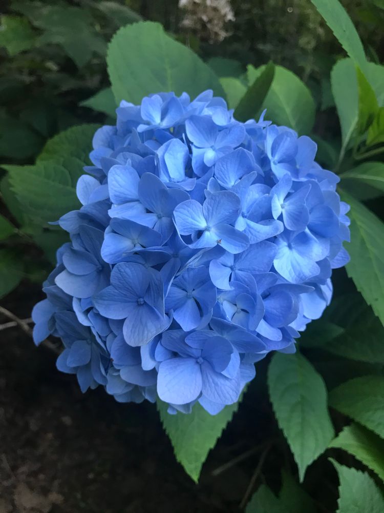 Beautiful blueish/pure Hydrangea from my backyard