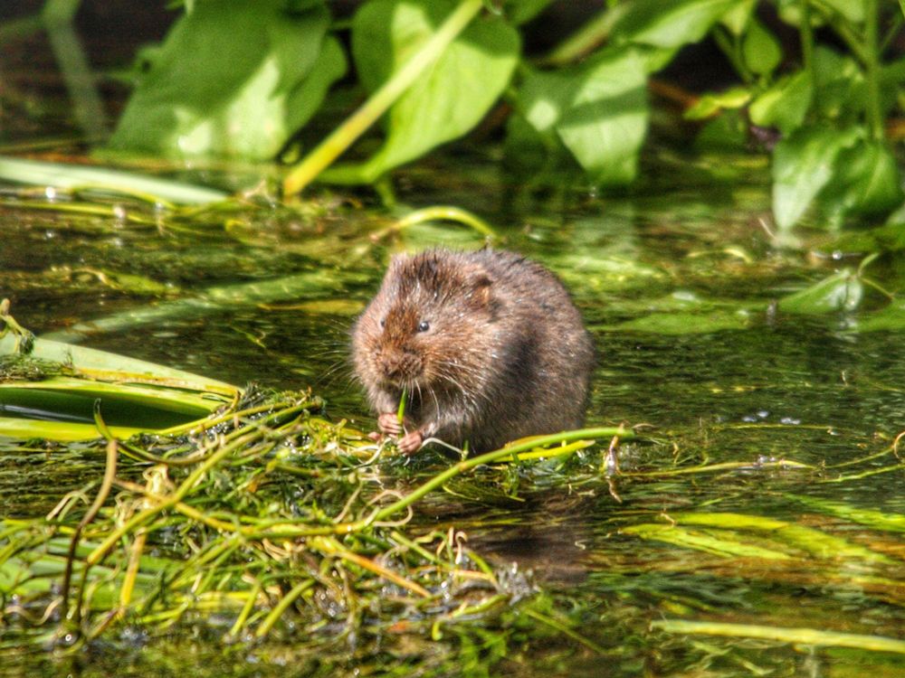 A lovely water vole. Jonathan Ridley at unsplash.com