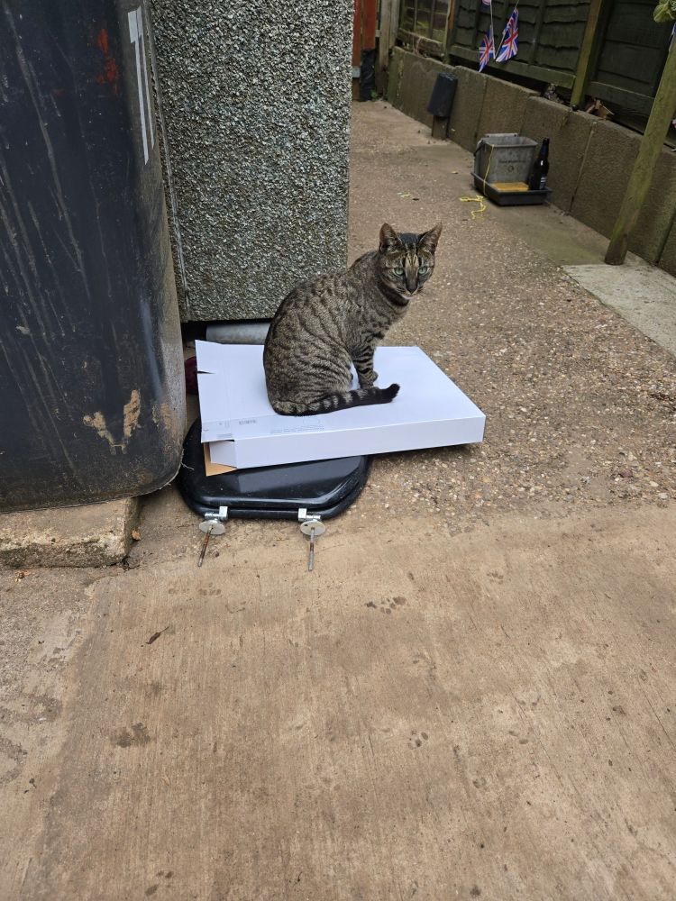 Derek in September last year. He's a grey brown tabby with Tiger stripes. 

He's sitting on a loo seat box. 