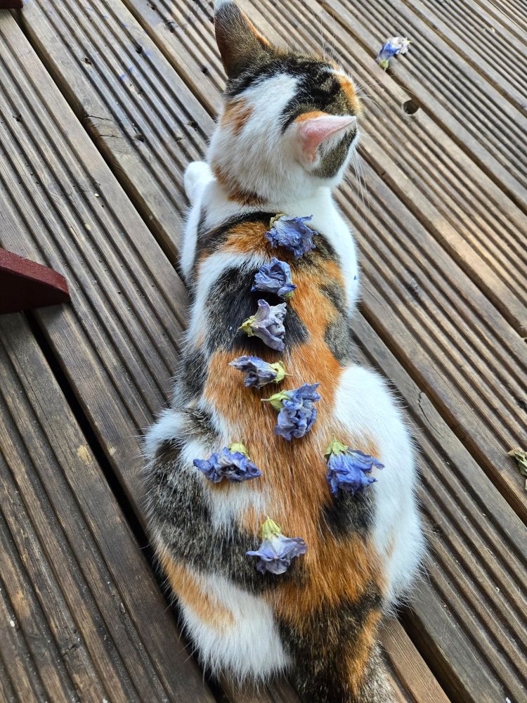 Custard is a caliby cat, predominantly white, with patches of ginger, and grey tabby. She's loafing with her back to me, ears turned in my direction. I've balanced a few blue hibiscus flowers on her back, seeing how many I can get on before she notices and shakes them all off!