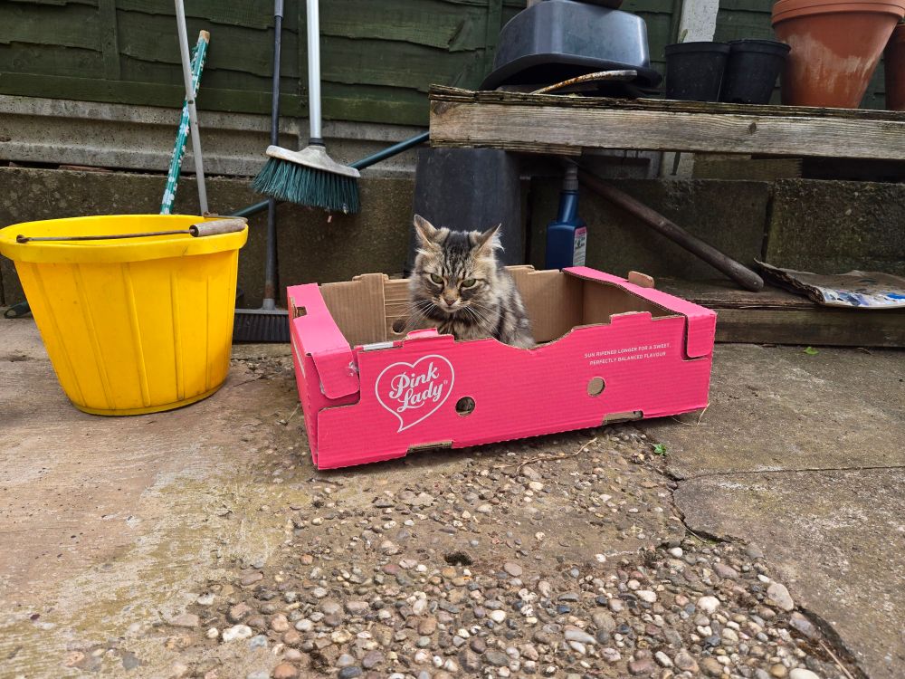 Nala is a long haired brown tabby cat, with big green eyes, and a little pink nose. She's sitting in a bright pink Pink Lady apple box, scowling at me. She was growling too when i took the photo, then meowed confusedly when I said it was fine for her to sit and left her to it