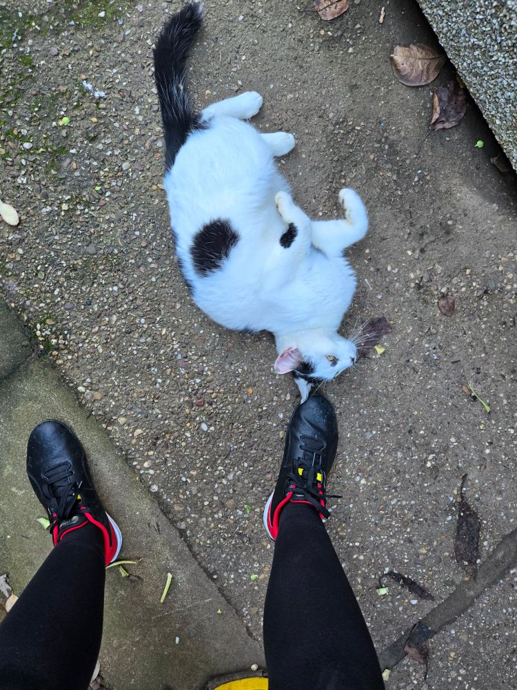 Rhubarb is a black and white cat. His fur is mainly white, but he has a black tail, black splodges along his back, and the top right side of his head has a little black mask shape splodge. 

Successful roll onto the other side, but his head is on my foot 😂 you can just about see his yellow eyes, and he looks a bit surprised to have landed his head on my trainer