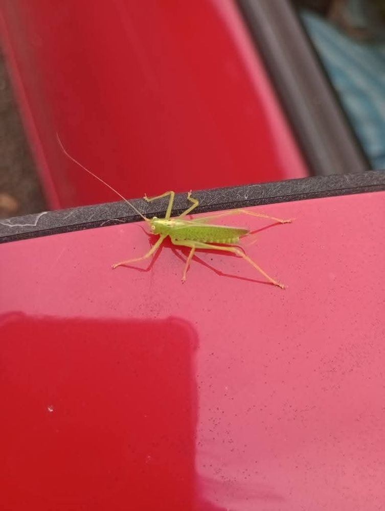 Just before rescue, cricket sits on a eed wing mirror case. Antennae are longer than the body 