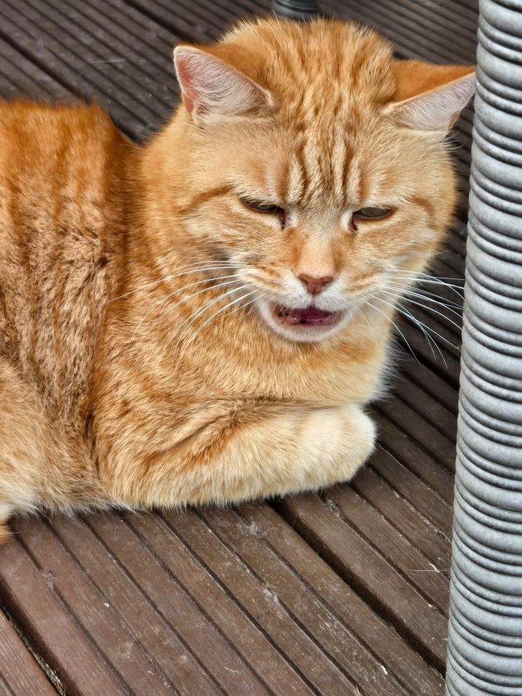 Tom is a ginger tabby, with green eyes, and a patch of white fur across his mouth and nose. He's a shy boy, but he's loafing away, while giving me lots of miaows and squeaks. His mouth is open mid miaow, his whiskers twitching. 