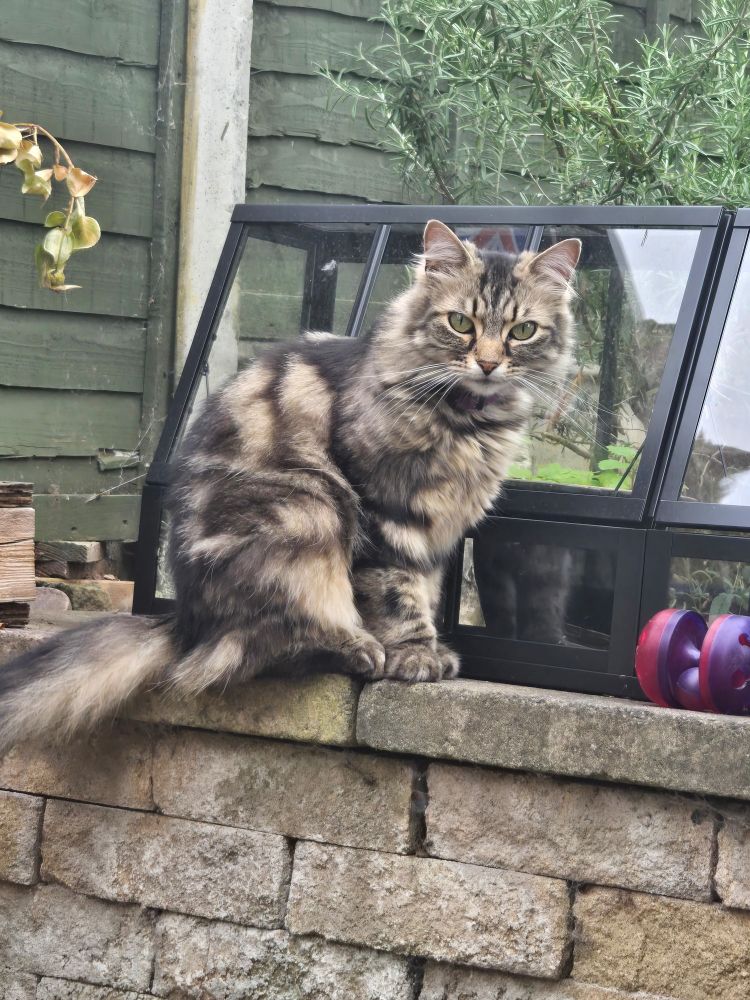 Nala is a long haired brown tabby cat with big green eyes. She's perched half on, half off a low garden wall, two black metal and glass greenhouses are behind her, a pink and purple cat rattle in front of her. Inside one of the greenhouses is a black cermanic plant pot with catnip growing in it