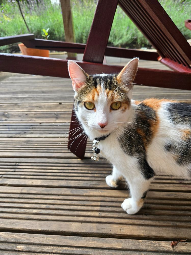 Custard is a young adult caliby cat, with yellow eyes. She wears a black collar with a grey reflective strip, and has three bells on her collar (one black, two extra silver ones on a clip). There's a big freckle on the end of her little pink nose. She's staring at me, ears alert. 