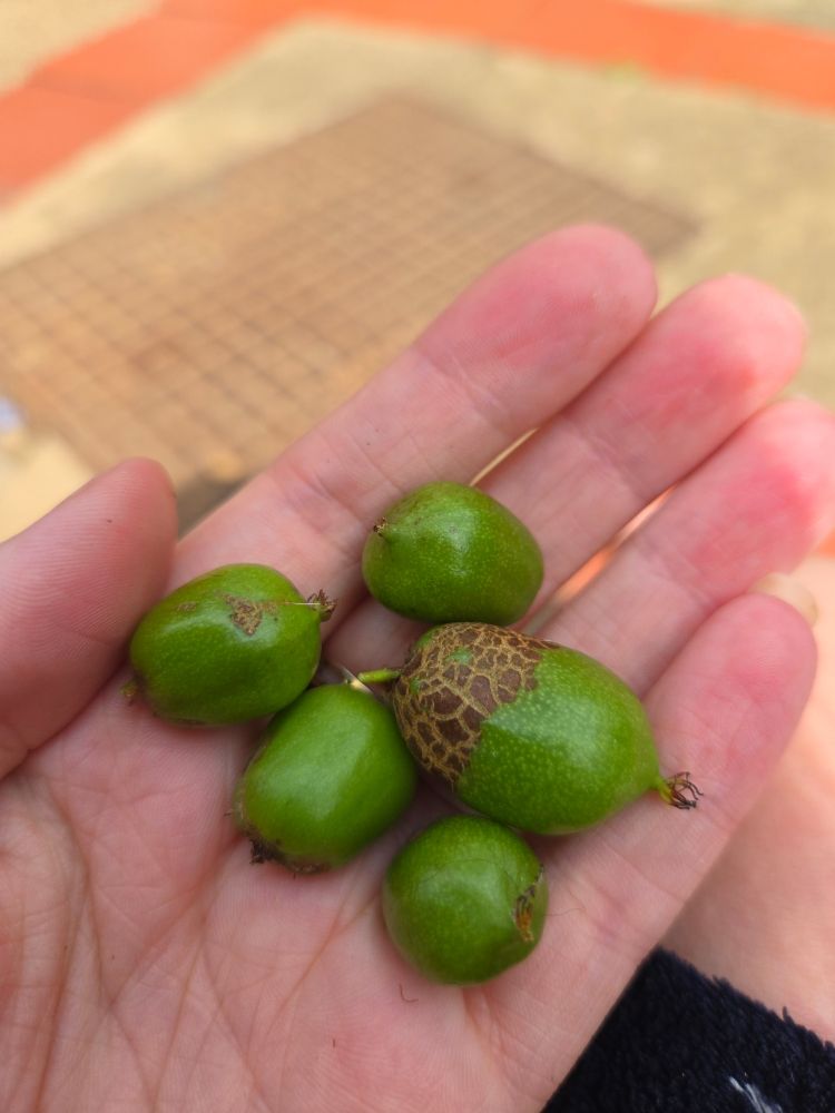 Five kiwi berries in my hand. Kiwi berries are green slightly oval shaped berries, about the size of my fingerpad. Two are a little larger than that. A couple have brown scaly bits on, which are the questionable looking bits