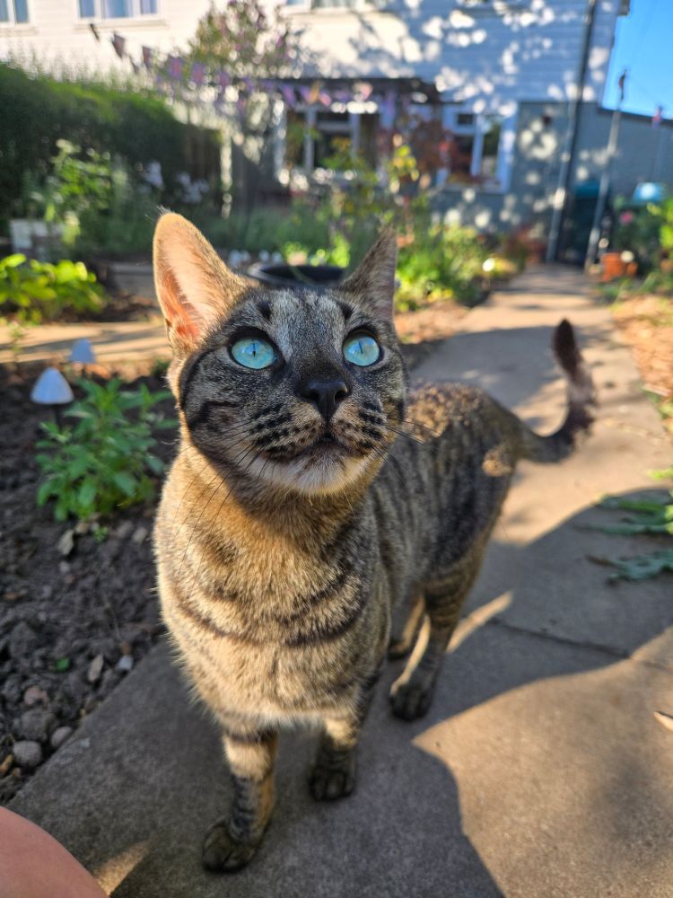 Derek today. He's still a tabby, but his stripes are more defined. His eyes are greener and larger. He's taller than my knee now, and longer than my thigh. My mum almost didn't recognise him, because he towers over his older brothers, Sausage and Theo