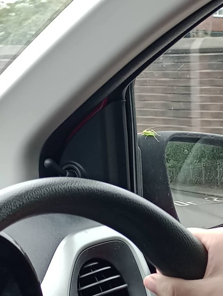 A bright green cricket sits on the driver's side wing mirror. It's clinging on for dear life, and I've slowed down to make sure it doesn't go flying.