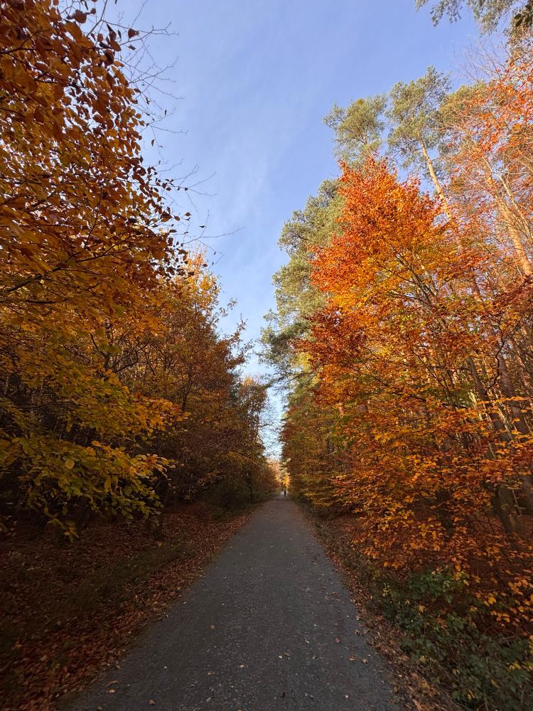 Waldweg, links und rechts Baumreihen im herbstlichen Wald mit grünen, gelben, orangenen und grünen Blättern. 