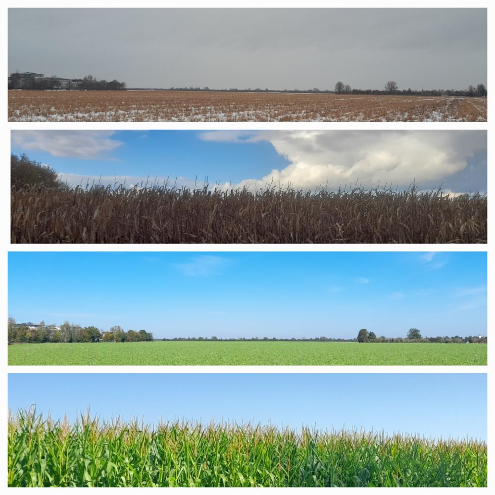 Ein Feld über die Jahreszeiten hinweg fotografiert vom gleichen Standort aus, 4 Fotos