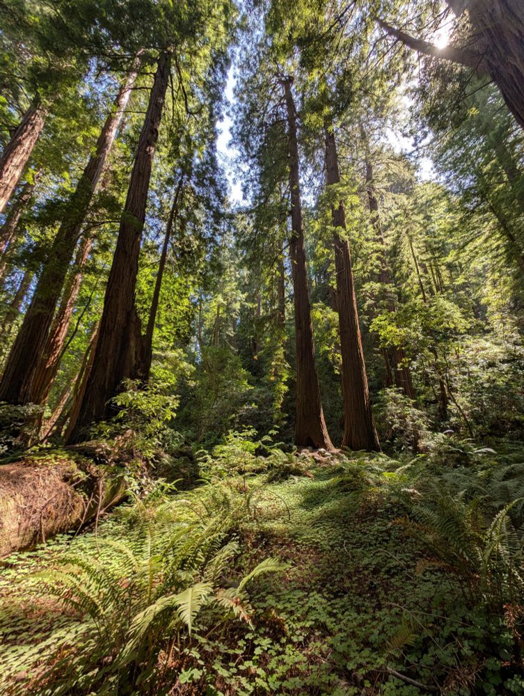 Picture of tall coast redwood trees (sequoia sempervirens) in Muir Woods National Monument. Dappled sunlight shines through to lush undergrowth on the forest floor.