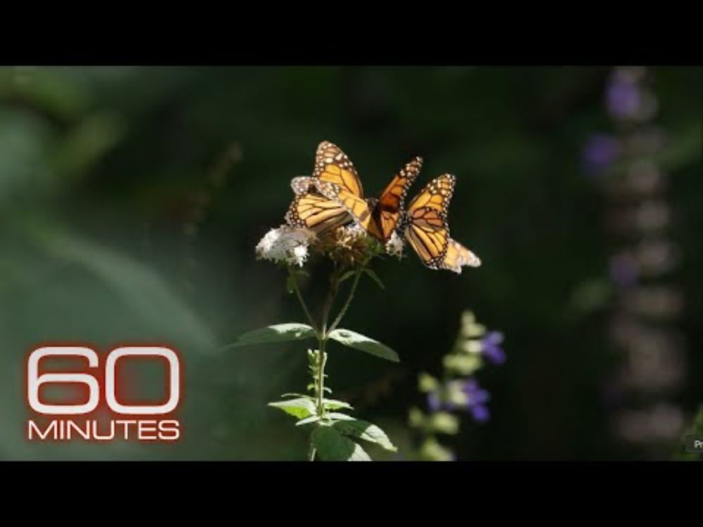 Inside the monarch butterfly migration mystery: flying to Mexico from Canada, the U.S.