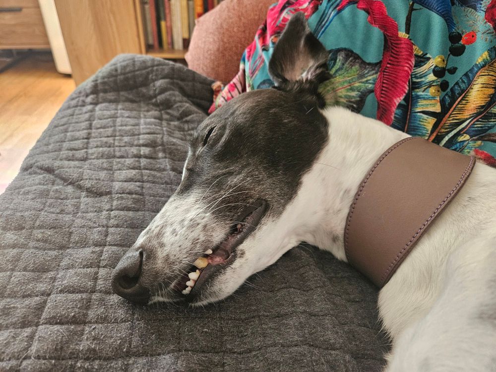 A greyhounds head on a sofa cushion. She is asleep with her ears up and her jaw hanging open to reveal big scary teeth (not).