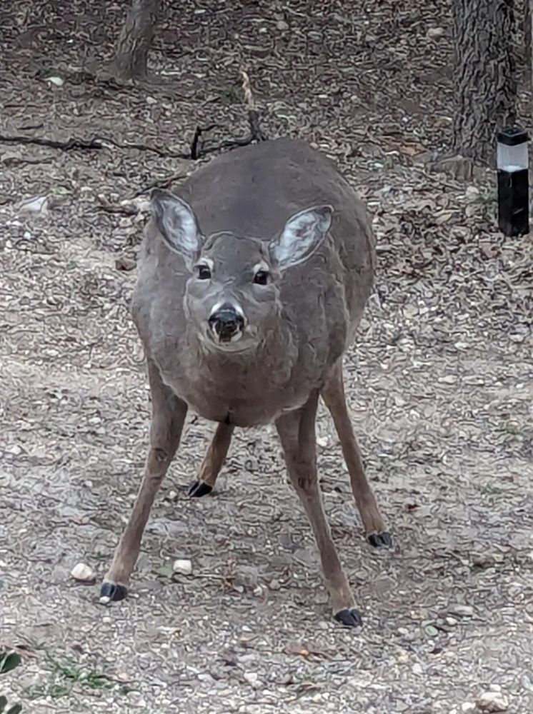 a deer standing in dirt looking at the camera