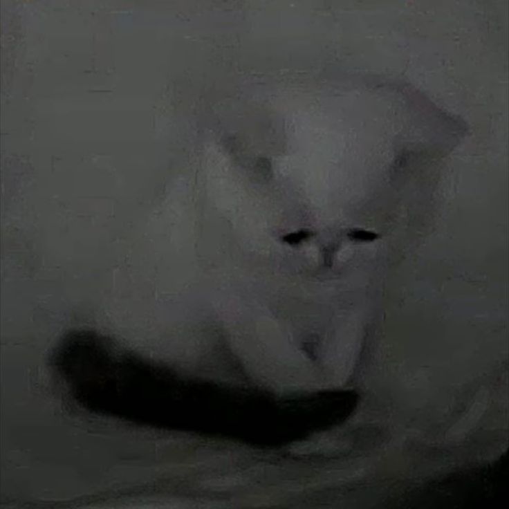 picture of a very sad and miserable white cat looking down at nothing 