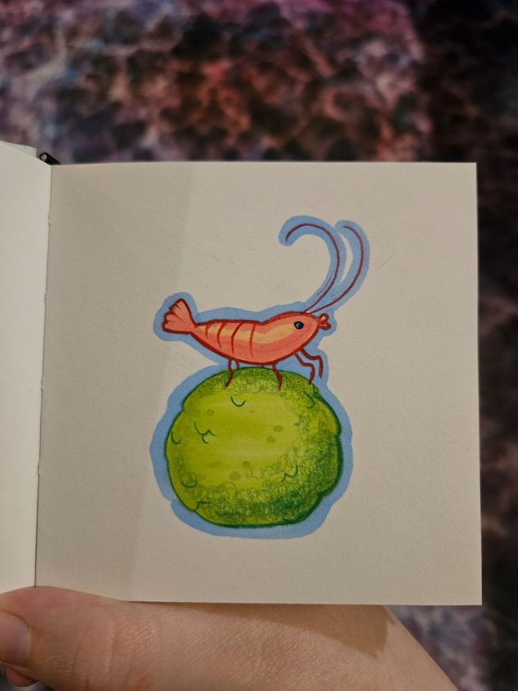 Drawing of a shrimp on top of a marimo moss ball 