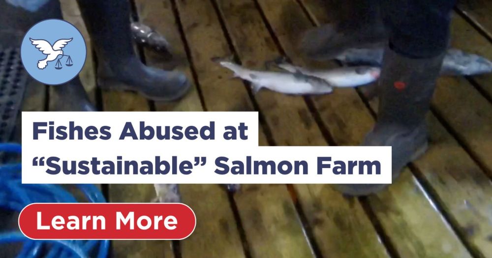 Fishes Violently Stomped & Bashed to Death at “Sustainable” Salmon Farm