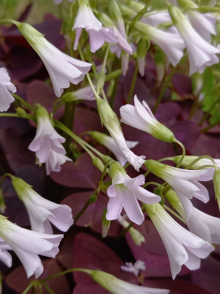 薄い紫のオキザリスがたくさん咲いているのをアップで撮った写真