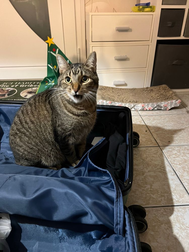 Élio, installé dans la valise de nos filles, comme pour leurs faire comprendre qu’il ne faut plus partir 