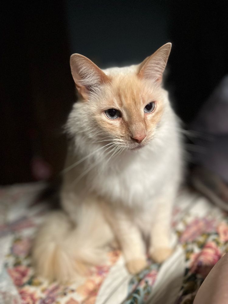 A large white cat sitting and looking off camera. He is very fluffy.