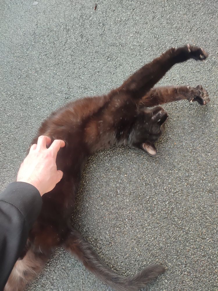 Chat marron / noir allongé sur le côté en train de s'étirer. On voit ma main qui le caresse 