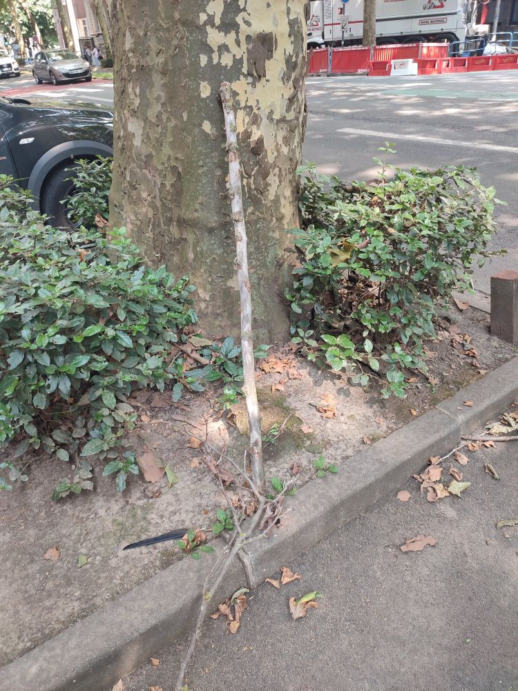 Une branche droite contre un arbre
Environ 1m20 de long 