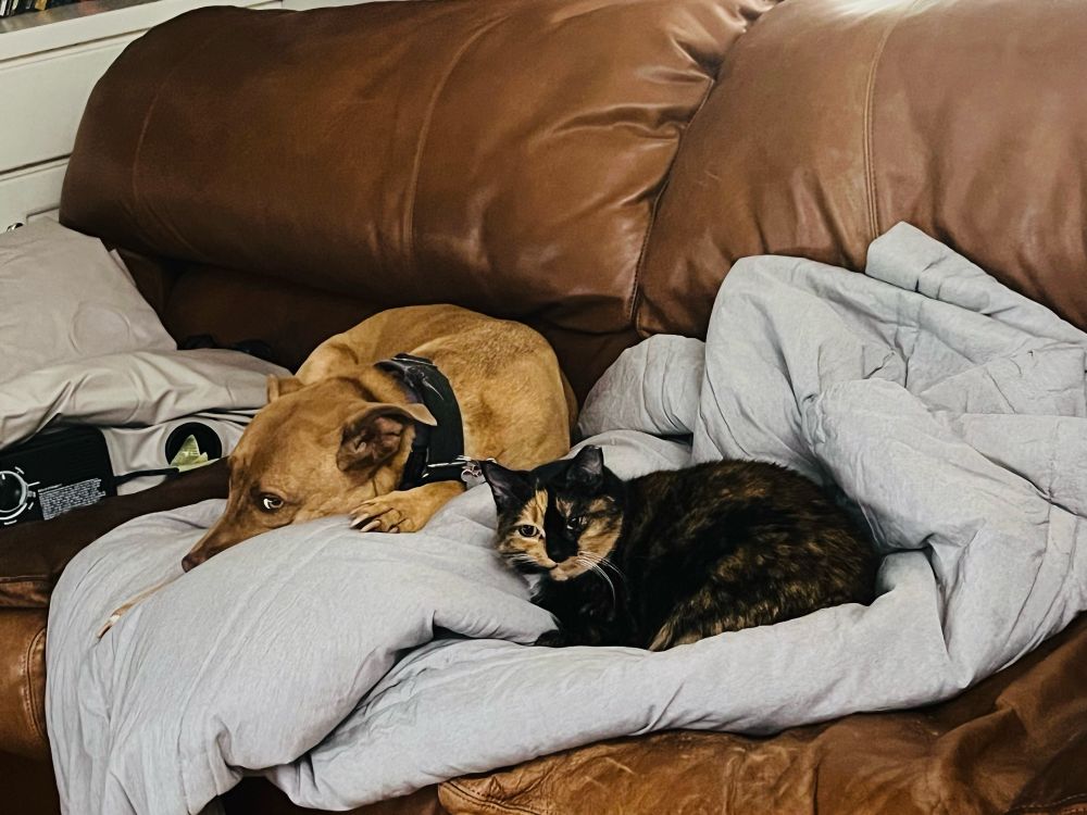 Nelly (Calico cat) and Rory (pit bull mix) share some sofa time.