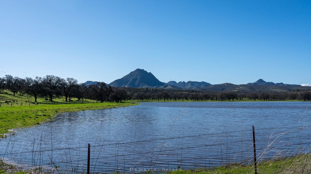 Photograph of the Sutter Buttes. The buttes lie half in shadow under a cloudless blue sky. A line of bare trees - Oaks - stretch before the buttes, lining a flooded field. The grass under the Oaks is bright green. A barbed wire fence runs across the foreground.