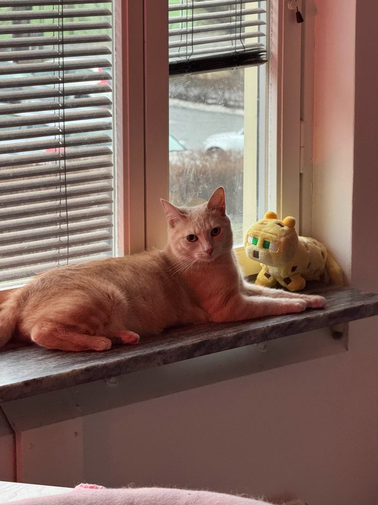 An orange cat named Nishino faces a Minecraft ocelot plushie lounging by the window.