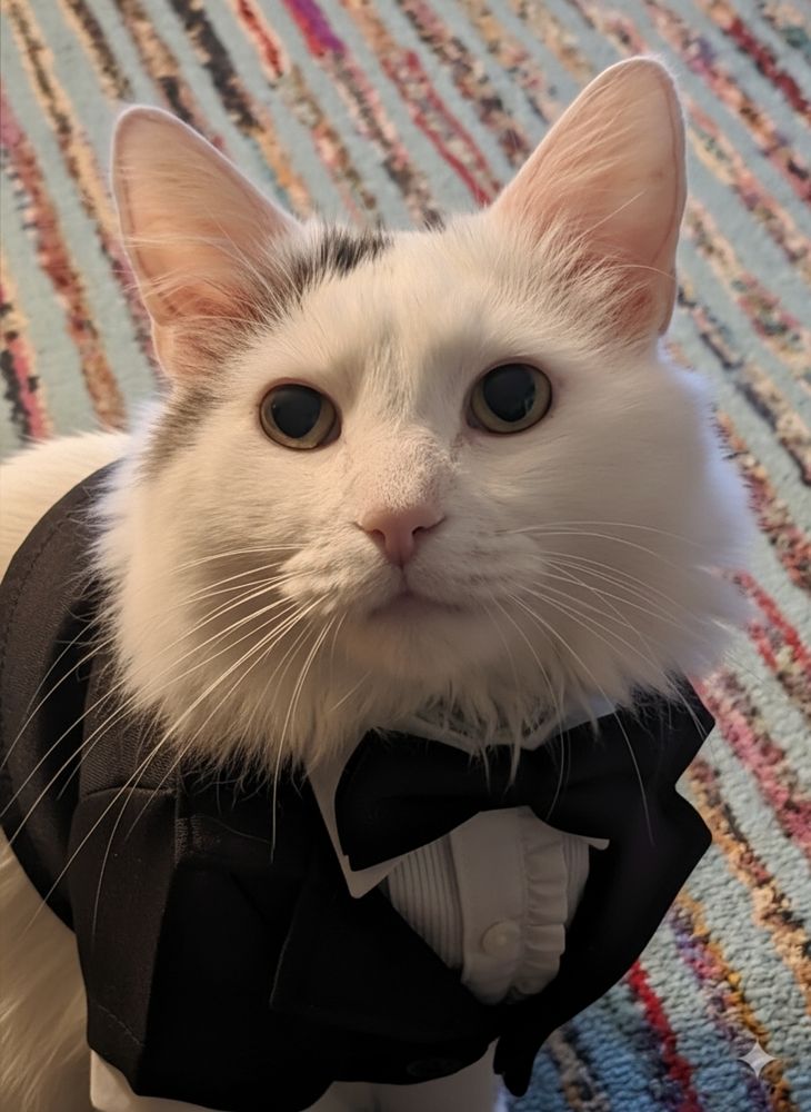 A fluffy white boy named Cosmo wearing a tuxedo