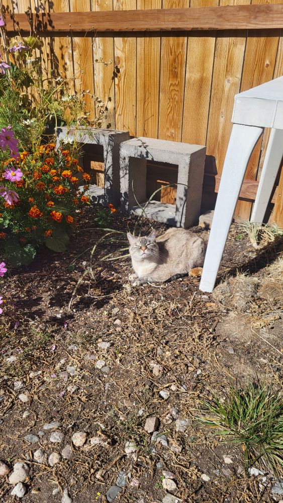 Lulu the backyard cat 