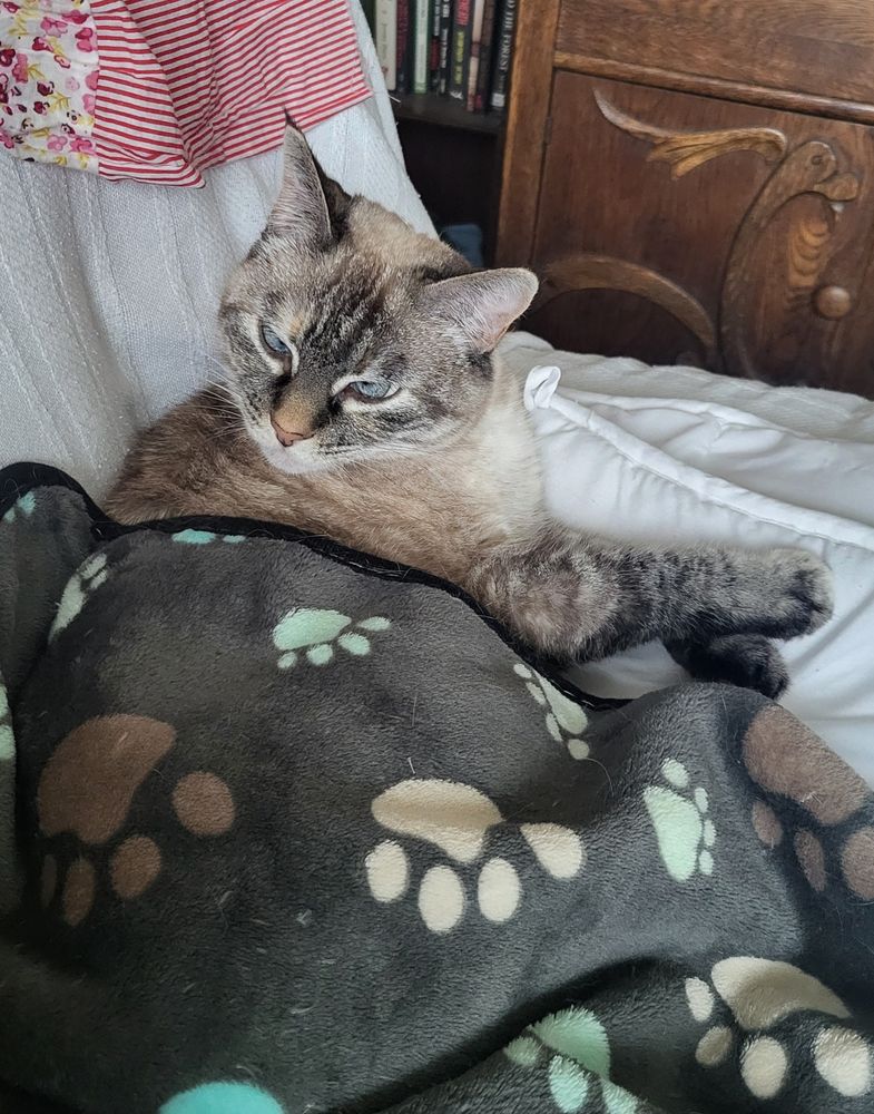 Lulu the cat 