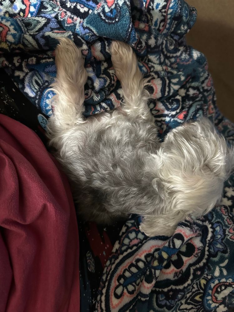 Silver mini schnauzer named Dolores sleeps on her mom’s lap because she doesn’t want her to use her laptop.