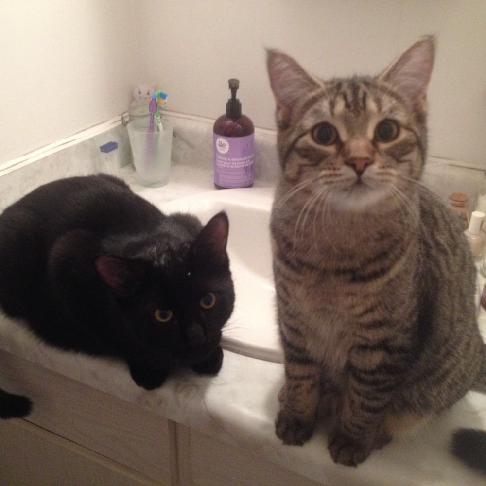 Two ~11 week old kittens, one black male and a brown tabby female, standing on a bathroom vanity 