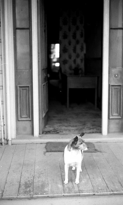 📷 Max Oettli 
A black and white photograph of a dog standing outside an open front door, his body facing the camera, but his head is turned to his right as if he is looking down the road.